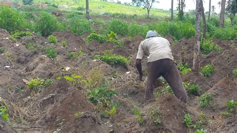 Yam Cultivation Investment - Agriculture - Nigeria