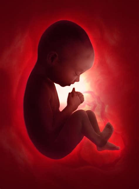 Human Foetus In The Womb, Artwork Photograph by Jellyfish Pictures - Pixels