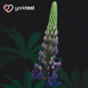 Lupin Allergy | What are the signs and how to manage symptoms | YorkTest