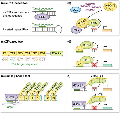 DNA methylation in plants: mechanisms and tools for targeted manipulation - Gallego‐Bartolomé ...