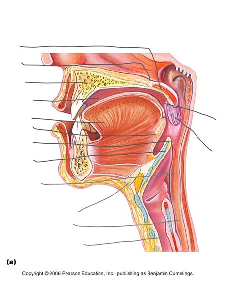 Oral Cavity Pharynx Swallowing Diagram Week Diagram Quizlet | The Best Porn Website