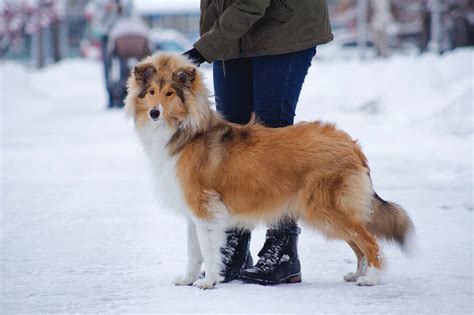 Sheltie: Coat Colors - PetTime