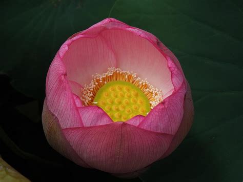 Pink Punch Bowl Photograph by Chad and Stacey Hall | Fine Art America