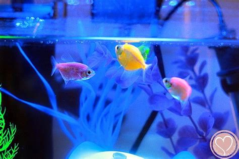 GloFish Aquarium Review: Everything To Know Before You Buy