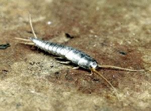 Silverfish | Oklahoma State University