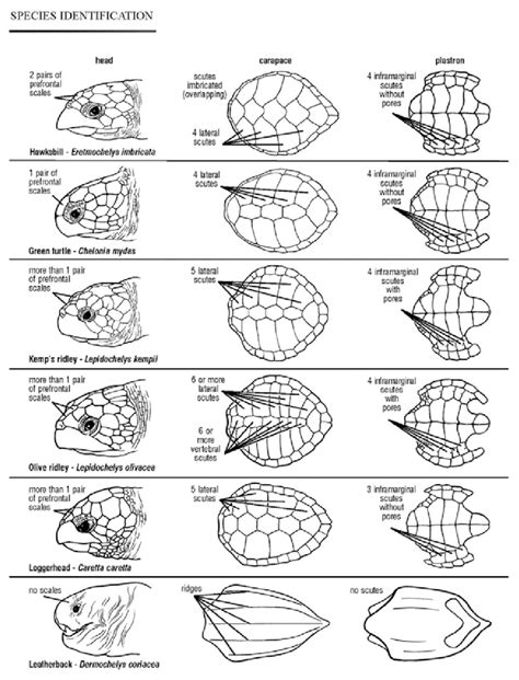 Species identification guide to sea turtles found in U.S. territorial... | Download Scientific ...