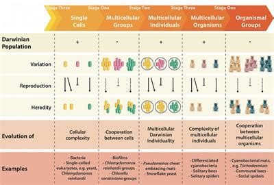 Frontiers | What Do We Mean by Multicellularity? The Evolutionary ...