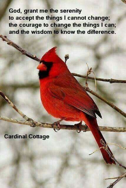 Cardinal Serenity Prayer | Bird quotes, Cardinal birds, Cardinal