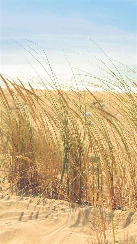 Beach Grass, nature, HD phone wallpaper | Peakpx