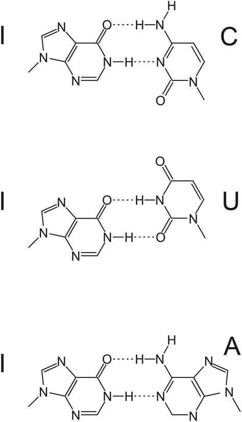 Inosine can basepair with cytidine, uracil or adenine, in each case... | Download Scientific Diagram