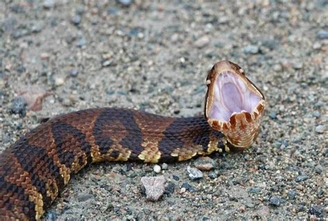 Virginia woman snaps stunning photo of venomous cottonmouth snake ...