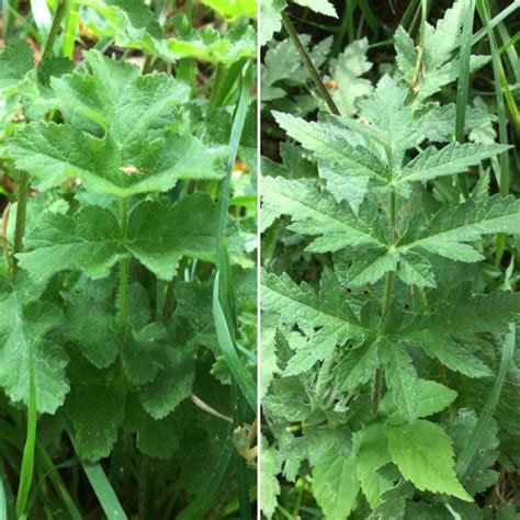 Common Hogweed – Identification, Edibility, Distribution – Galloway Wild Foods