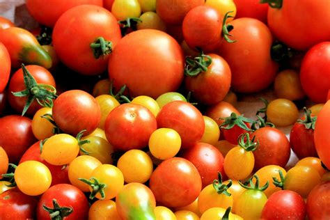 Red Tomatoes · Free Stock Photo