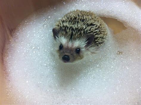 This little guy is loving his hedgehog bath! en 2024