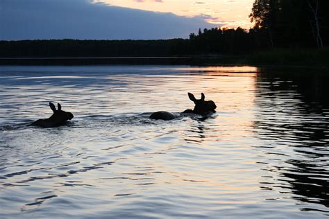 Moose swimming across the lake | Wildlife, Lake, Swimming