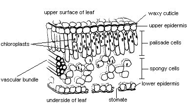 Activity 7: Leaves: A Slice of Life