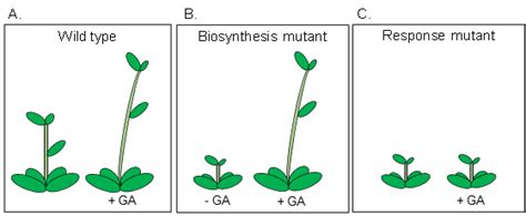 Mutation In Plants