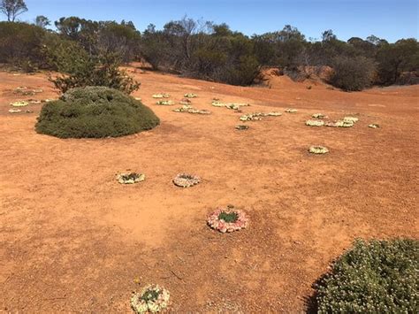 Perenjori Visitors Centre: UPDATED 2021 All You Need to Know Before You ...