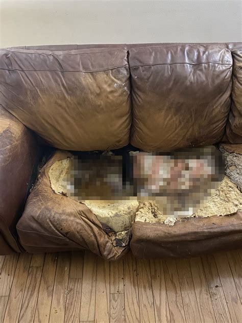 Harrowing pictures of couch caked in feces where recluse, 36, died after ‘sitting on it for 12 ...