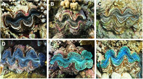 Frontiers | Iridocytes Mediate Photonic Cooperation Between Giant Clams ...