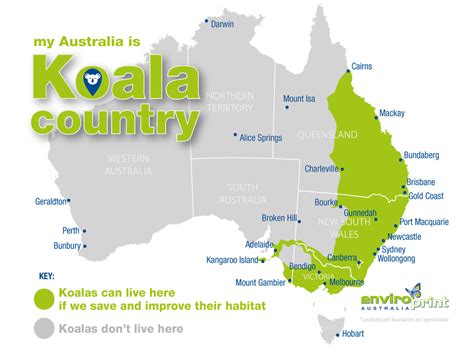 Koala Habitat – EnviroPrint Australia