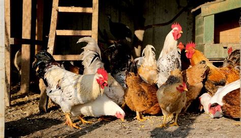 surplus chickens | Hobby farms, Chickens, Chicken breeds