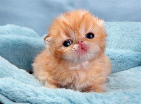 91 Cute Cats To Make Your Heart Melt | Bored Panda