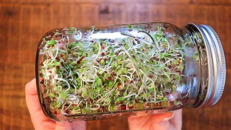 How to Grow Sprouts in a Mason Jar | Zero Waste & Raw Vegan ...