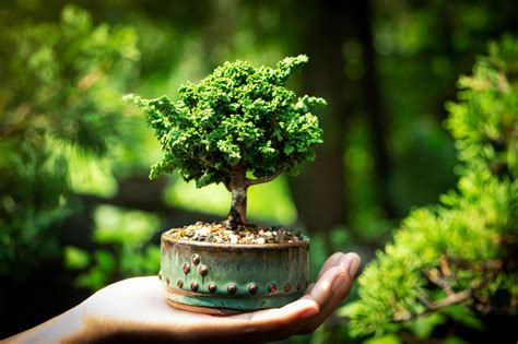 How To Grow Bonsai Plants From Cutting