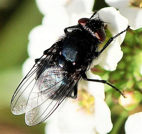 Diptera - Flies - BugGuide.Net