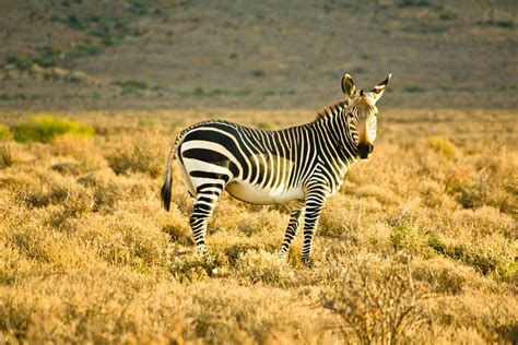 Mountain Zebra – Vincent Mounier Photography