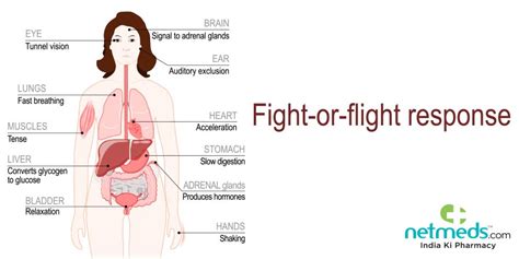 Adrenaline Rush: Causes, Symptoms And Treatment | Netmeds