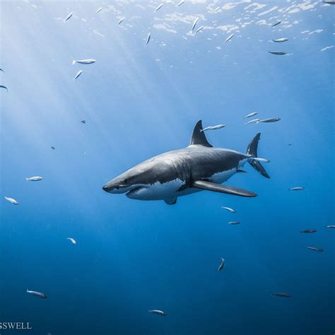 Ocean Underwater Shark