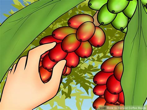 4 Ways to Harvest Coffee Beans - wikiHow