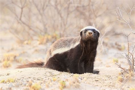 10 Fierce Facts About the Honey Badger | Honey badger, Badger, Animal facts