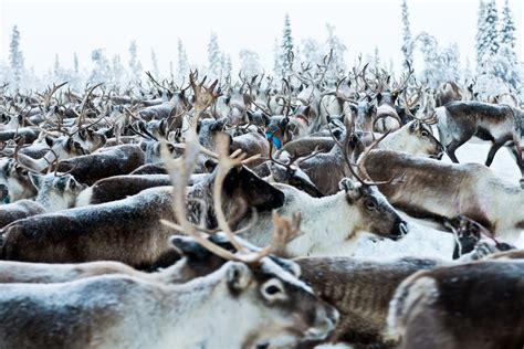 Off the Grid: Preserving the tradition of reindeer herding in Scandinavia’s Sami culture - The ...