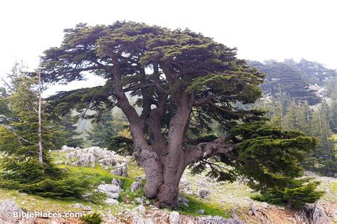 Cedar of Lebanon (BiblePlaces.com)