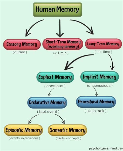 Human memory | Human memory, Mental health facts, Episodic memory