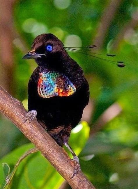 Oiseau de Madagascar... | Rare birds, Birds of paradise, Bird