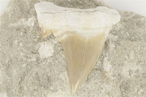 3" Otodus Shark Tooth Fossil in Rock - Oulad Abdoun Basin, Morocco ...