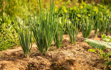 The Complete Guide to Successfully Growing Onions From Seed - Garden and Happy