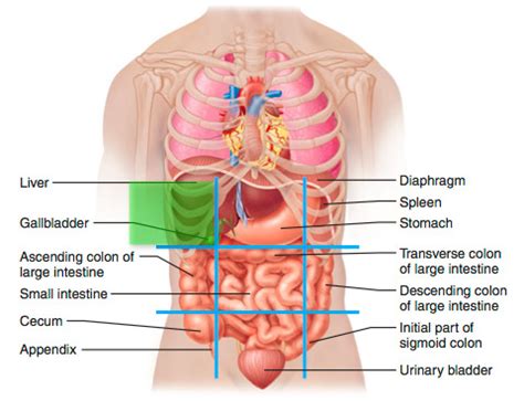 9 regions of Abdomen Flashcards | Quizlet