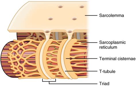 muscles - Is the Klein's bottle a good analogy to the relation between T-tubule and sarcolemma ...