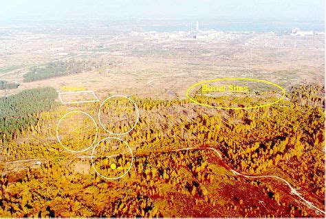 16 Red forest in Chernobyl ideas | chernobyl, forest, chernobyl nuclear power plant