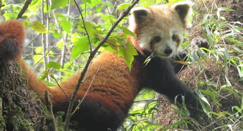 Shelter from the Storm: How Red Panda Protection Can Help Other Species ...