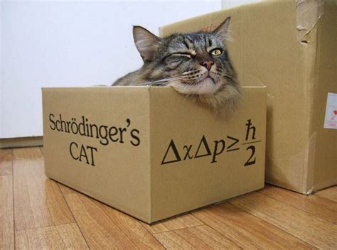 Il gatto di Schrödinger – Deborah Donato – Medium