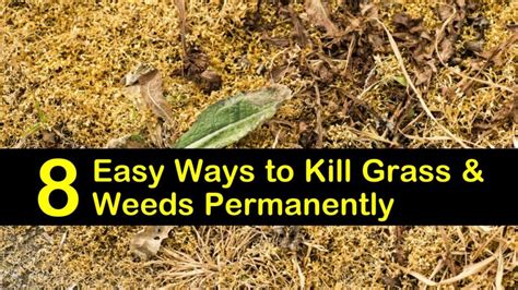 8 Easy Ways to Kill Grass and Weeds Permanently