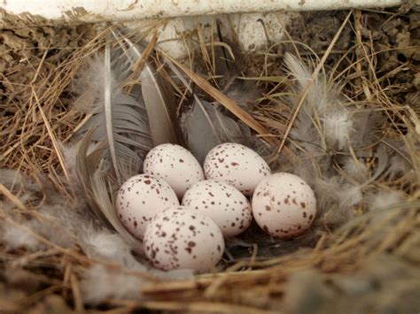 Pin by Nicci Kelly on Birds | Barn swallow, Nest, Bird nest