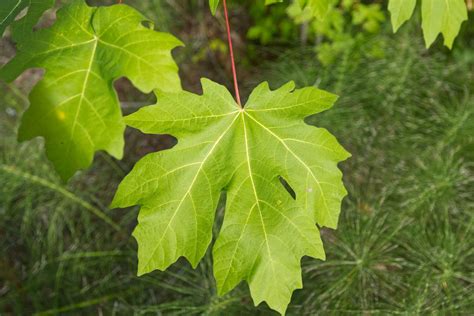 How to Identify Deciduous Trees by Their Leaves