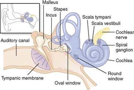 Sense Of Hearing Diagram